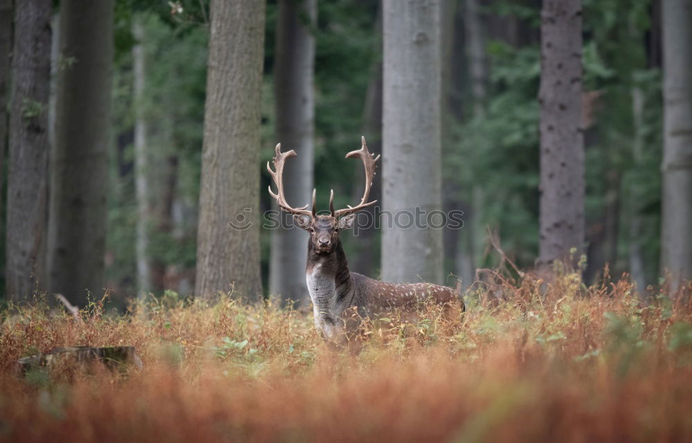 Similar – beautiful fallow deer stag in autumn woods