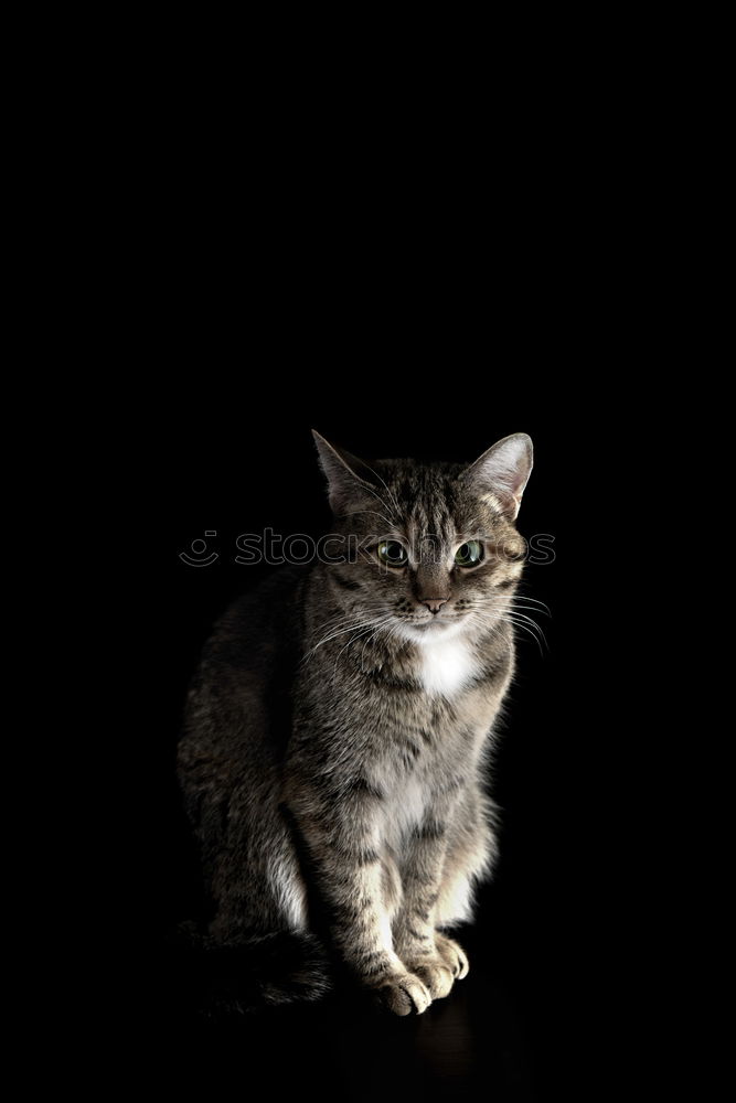 Similar – Foto Bild kleine graue katze Tier