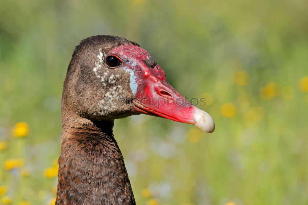 Similar – Foto Bild Watschende Ente Tier Vogel