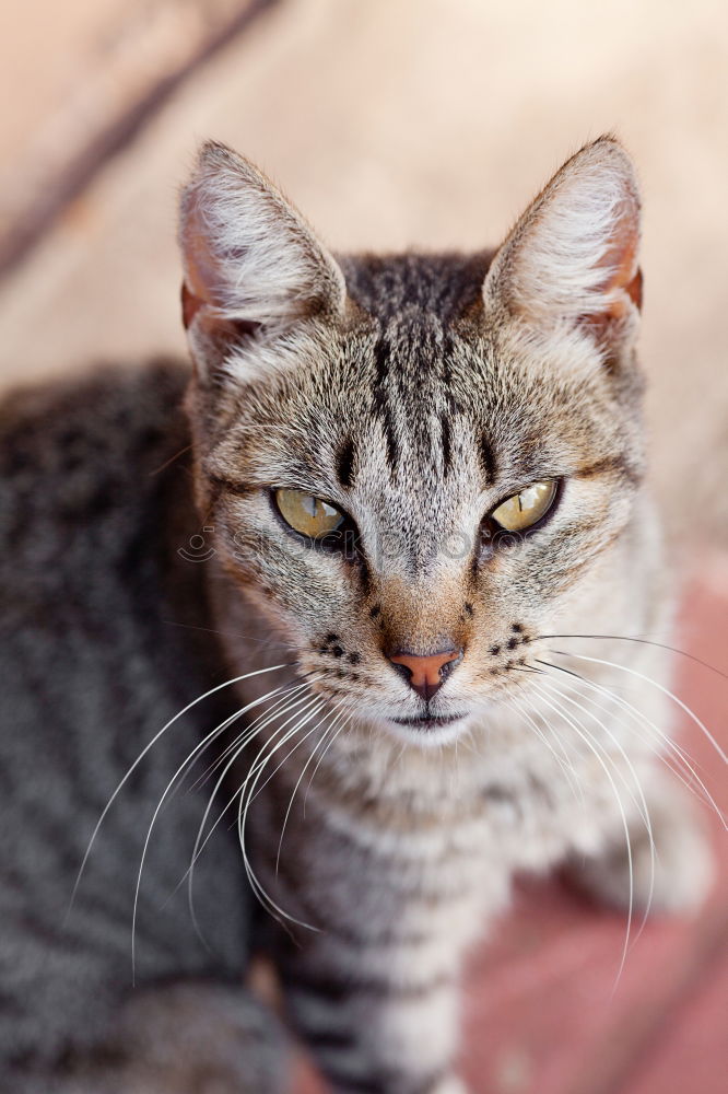 Similar – Image, Stock Photo Cat Lola Garden Animal Pet