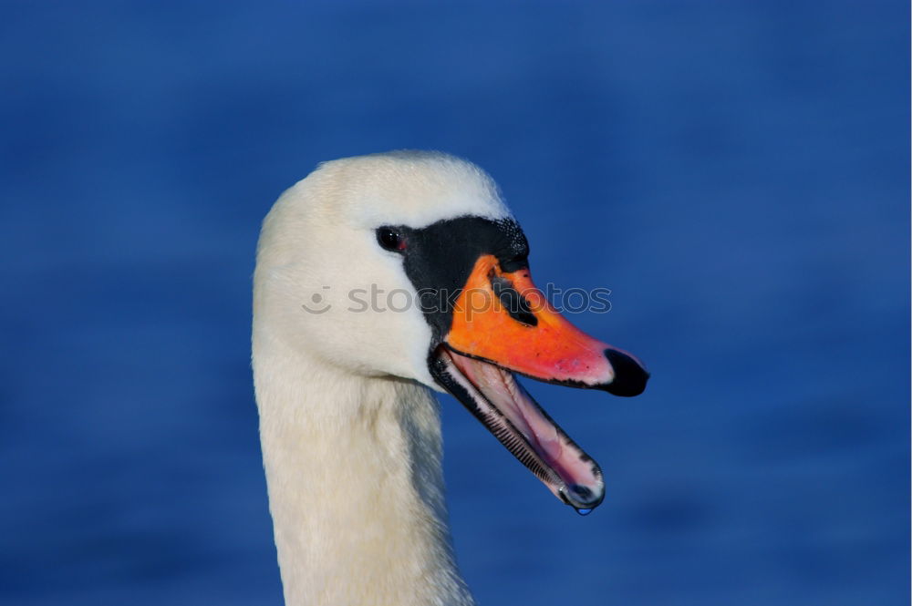 Similar – My dear swan VI Animal