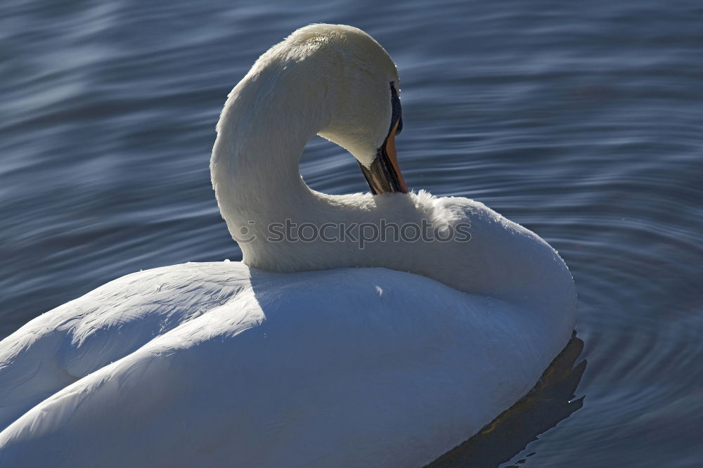 Similar – Foto Bild Schwan See Schnabel Tier