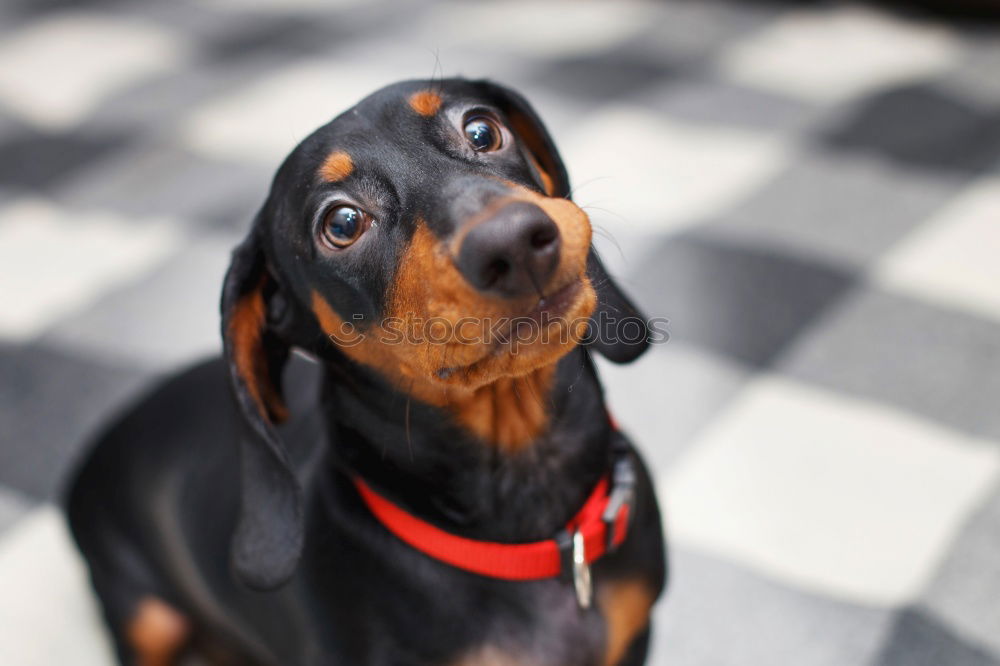 Similar – * amazed* the dachshund of grandma Meier gets thicker and thicker !