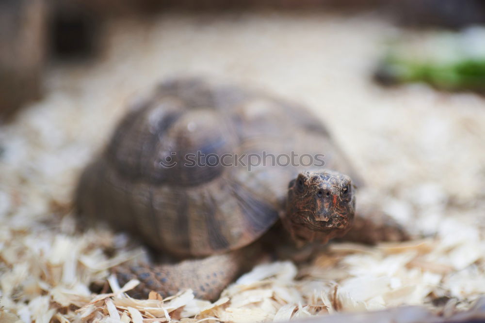 Image, Stock Photo two tortoises after hibernation