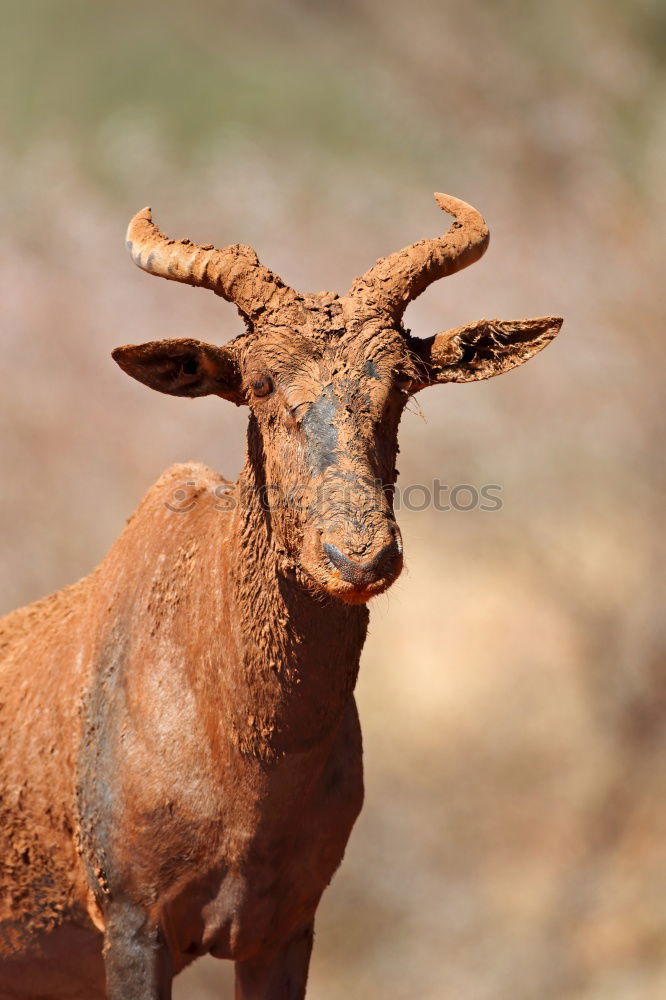 Similar – Image, Stock Photo What to watch Environment