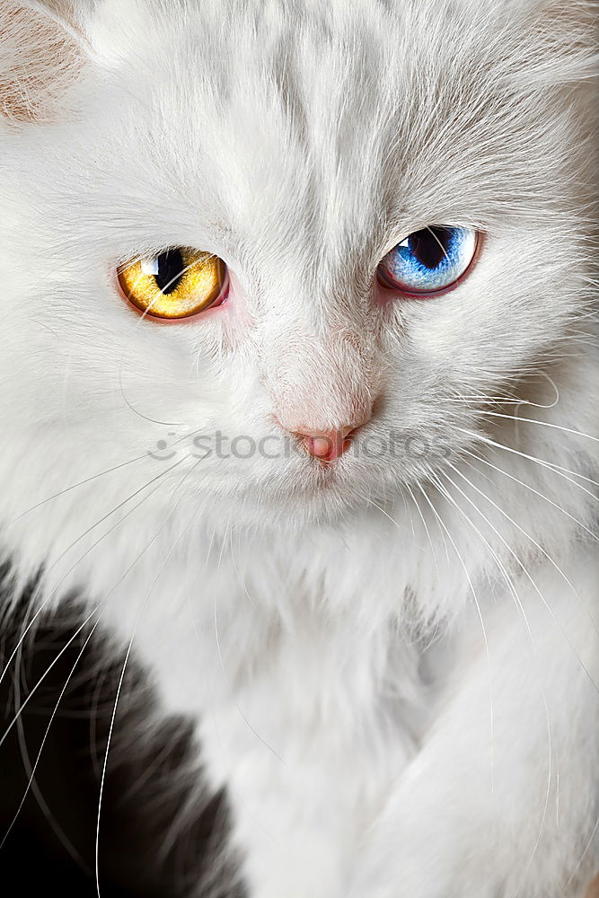 Similar – Image, Stock Photo Beautiful Animal Pet Cat