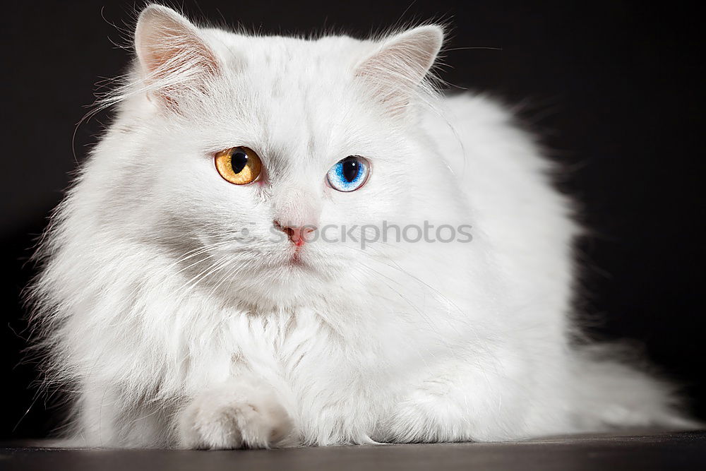 Image, Stock Photo Cat watching birds