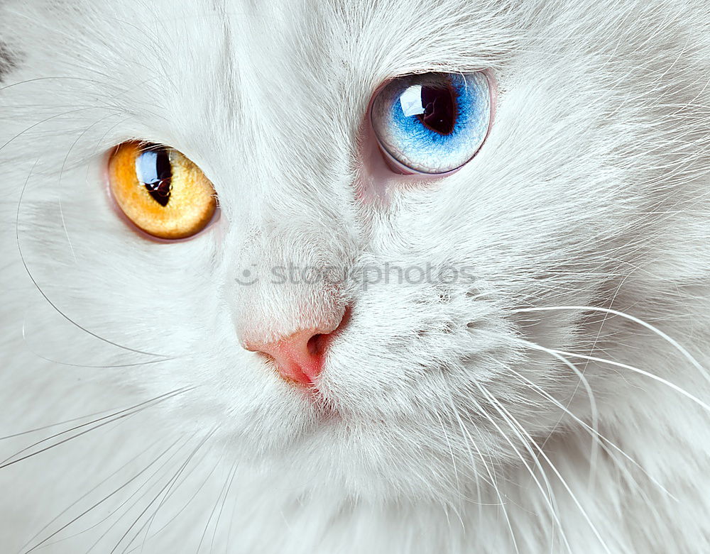 Similar – Image, Stock Photo Beautiful Animal Pet Cat