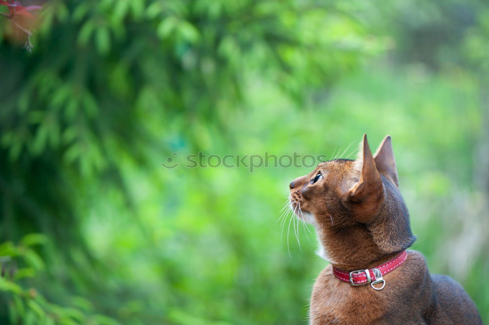 Similar – Standing squirrel with nut in mouth