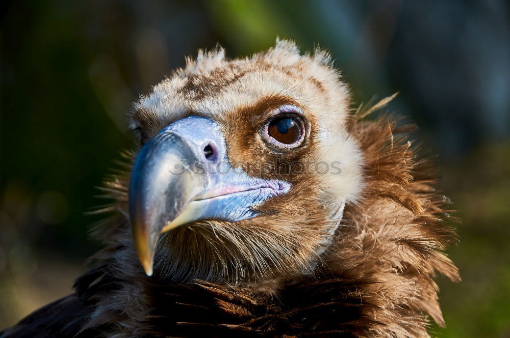 Similar – Image, Stock Photo Madam Animal Bird 1