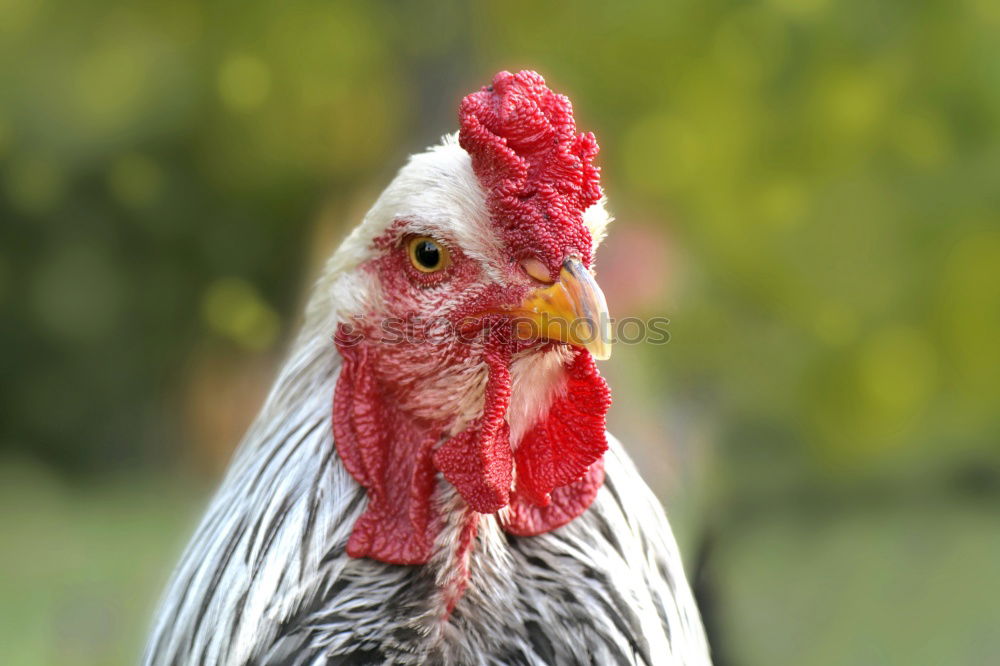 Similar – Image, Stock Photo Where’s Adele? Rooster