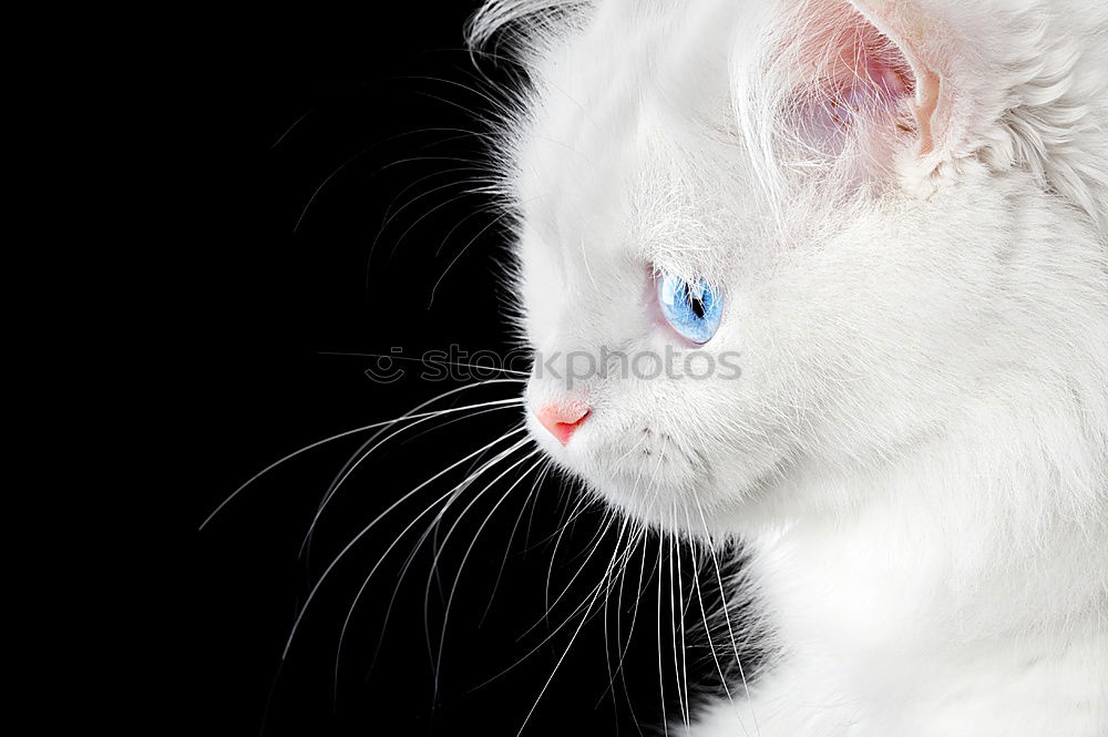 Similar – Image, Stock Photo hypnosis Cat Gray Pelt