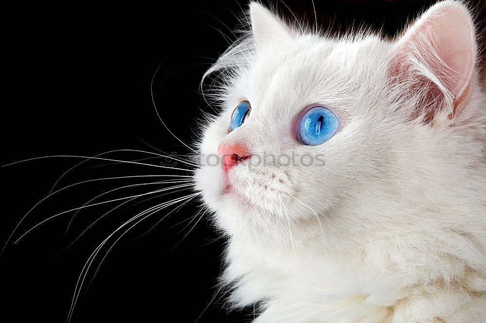 Similar – Image, Stock Photo Cat watching birds