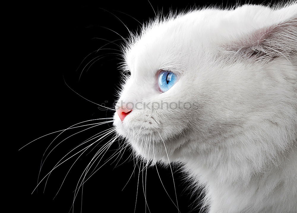 Similar – Image, Stock Photo hypnosis Cat Gray Pelt