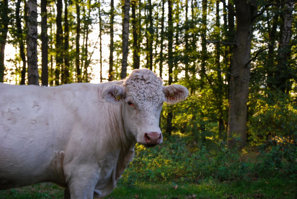 Similar – Image, Stock Photo Cow in the Bavarian Alps