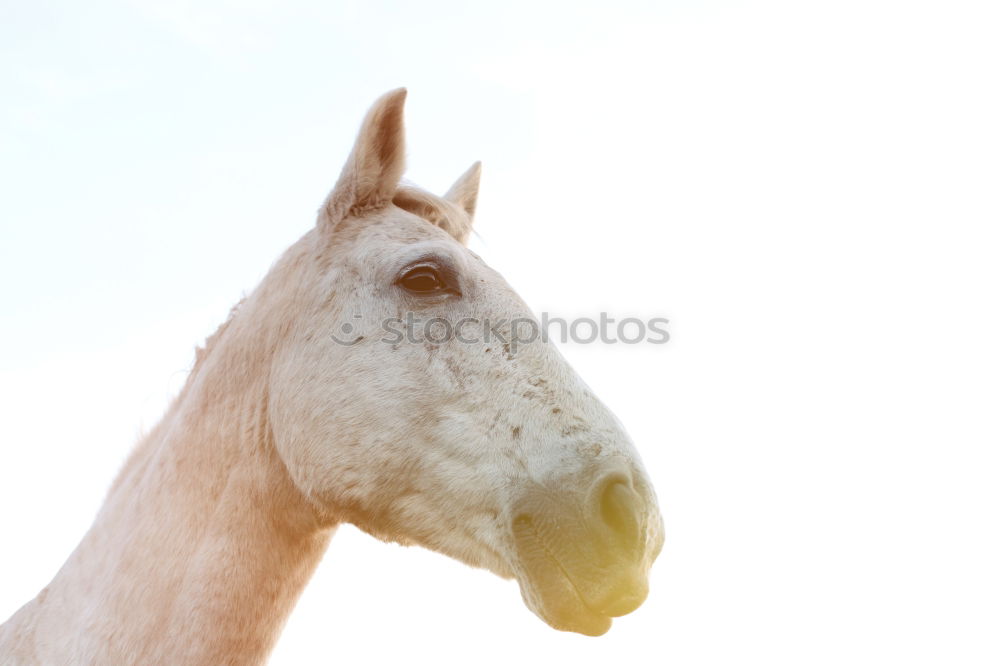 Similar – Image, Stock Photo 1 HP Horse Show jumping