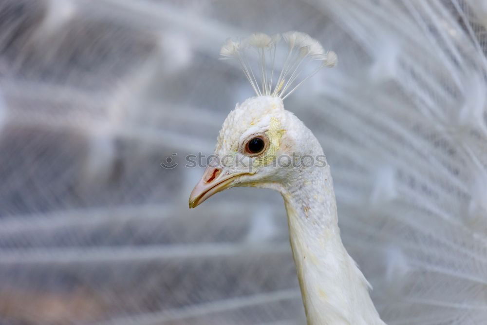 Similar – Image, Stock Photo peacock Animal Bird Zoo 1