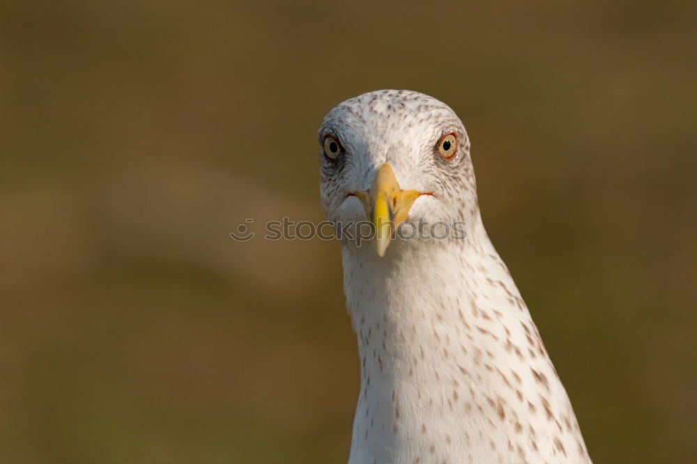 Similar – Look me in the eye. Stork