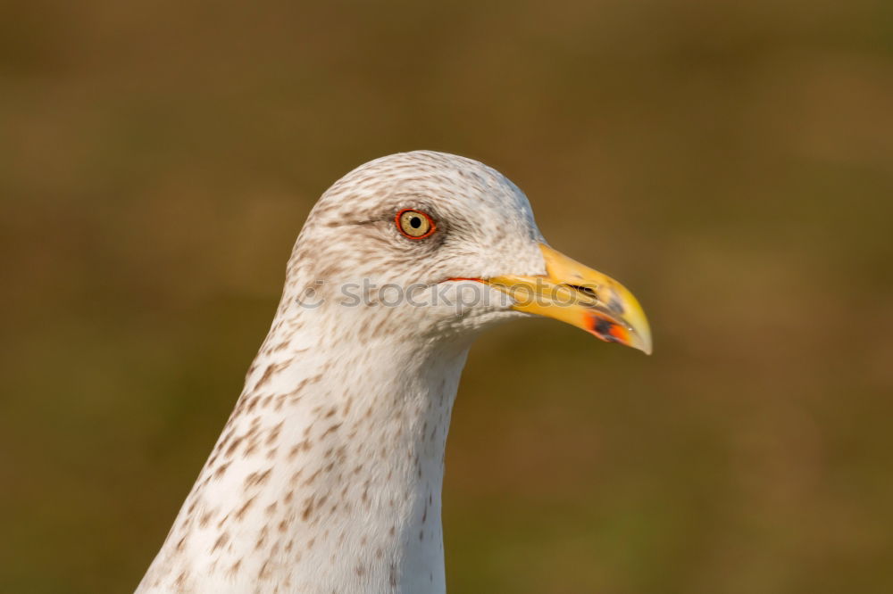 Similar – Image, Stock Photo free-range geese on a farm