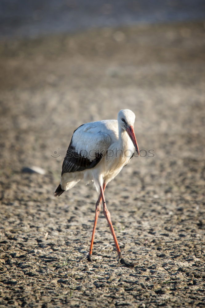 Similar – pelican Bird Pelican