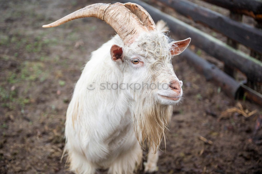 Similar – Real goatee beard! Animal