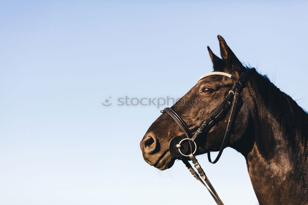 Similar – Image, Stock Photo Pony in the sky Horse