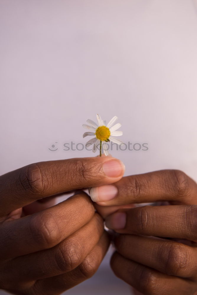 Similar – Image, Stock Photo Children’s hands holding straw stars