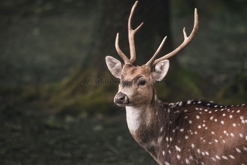 Image, Stock Photo Cute fallow buck deer portrait