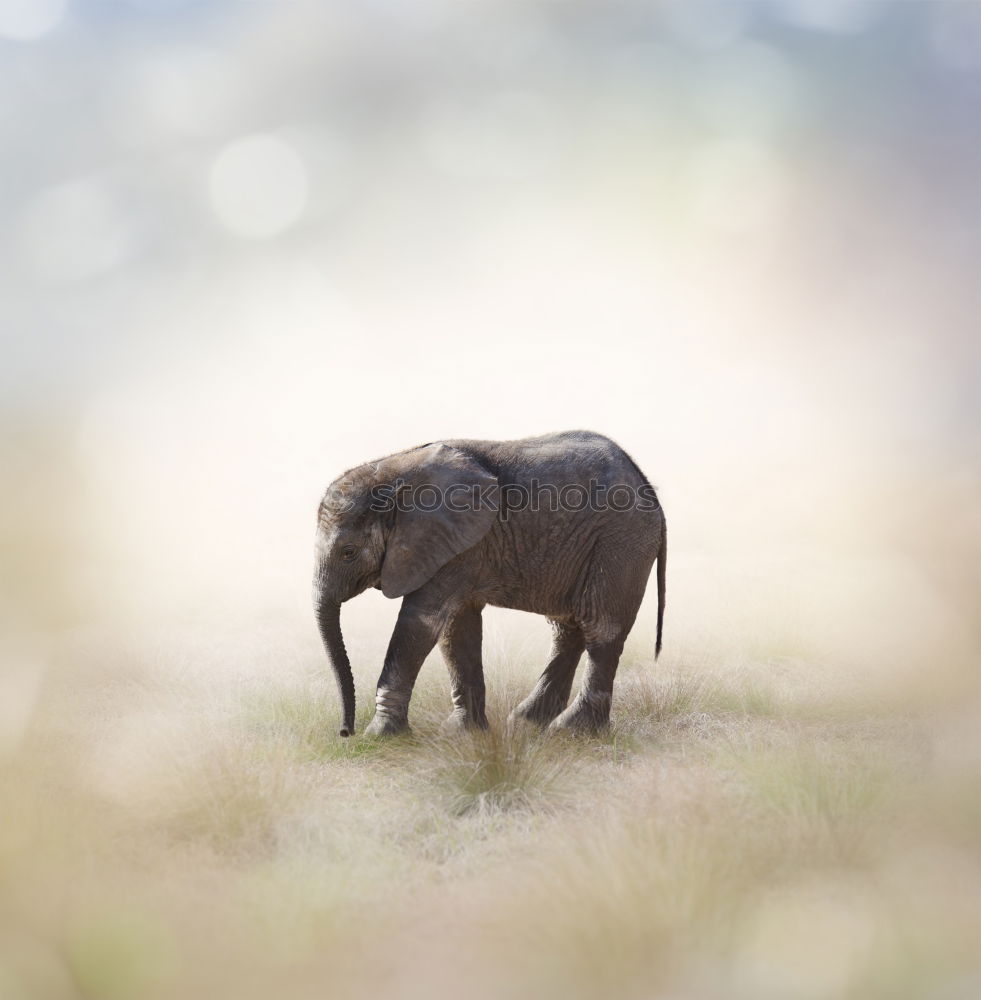 Similar – Image, Stock Photo # 846 Elephant Colossus