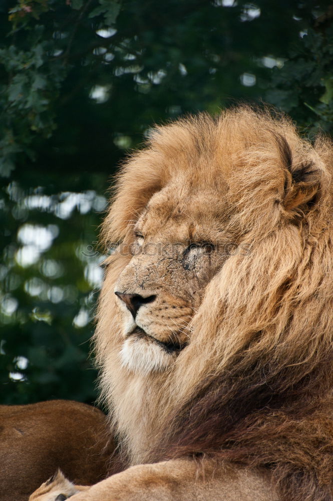 Similar – Close up profile portrait of male African lion