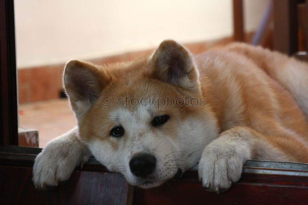 Similar – Image, Stock Photo Dog German Shepherd lying