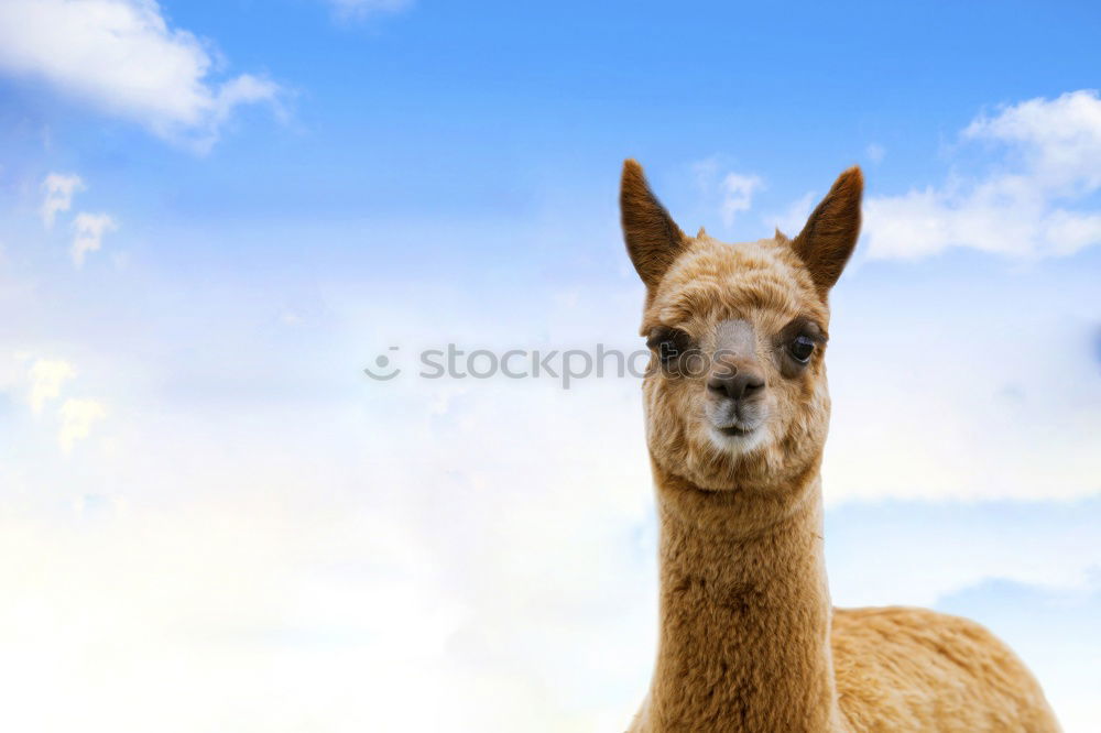 Similar – This little llama in the ruins of Machu Picchu