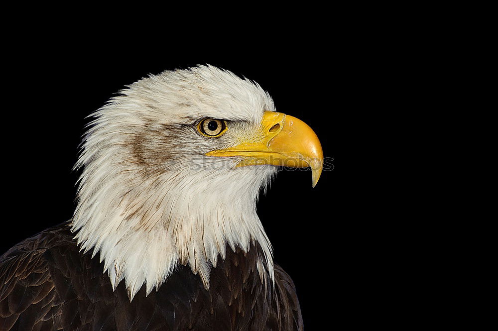 bald eagle Bald eagle