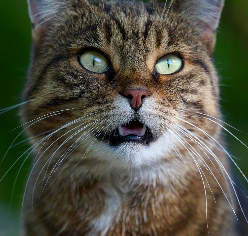 Similar – Image, Stock Photo Cat climbs and hunts on a tree