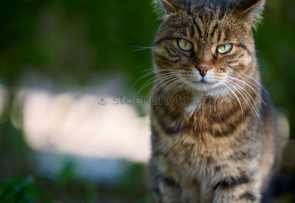 Similar – Cat on mowed meadow Nature