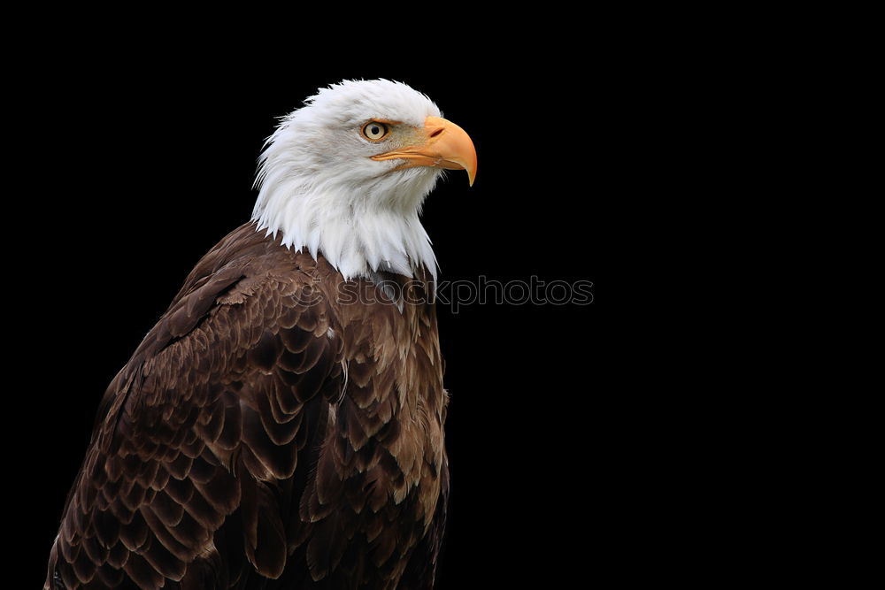 Similar – Image, Stock Photo white-tailed eagle Eagle