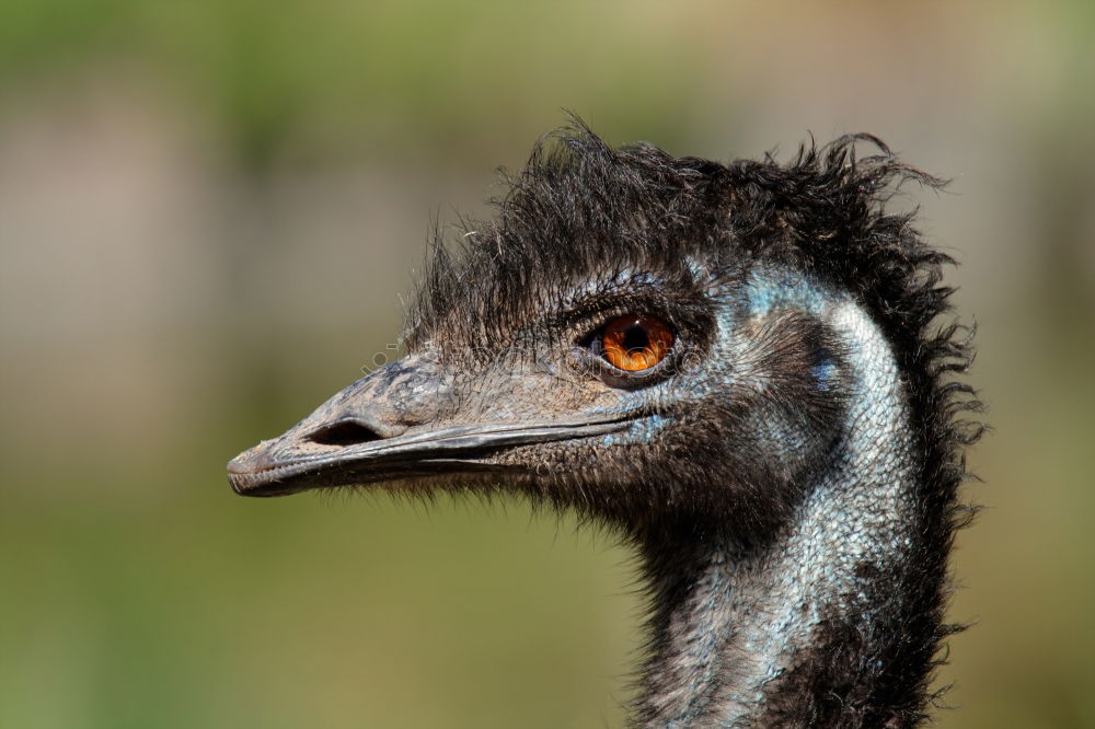 Similar – Image, Stock Photo hangover Animal Zoo Emu 1