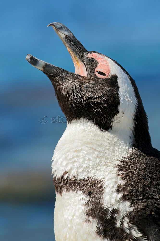 Similar – Foto Bild nachdenklich Pinguin kalt