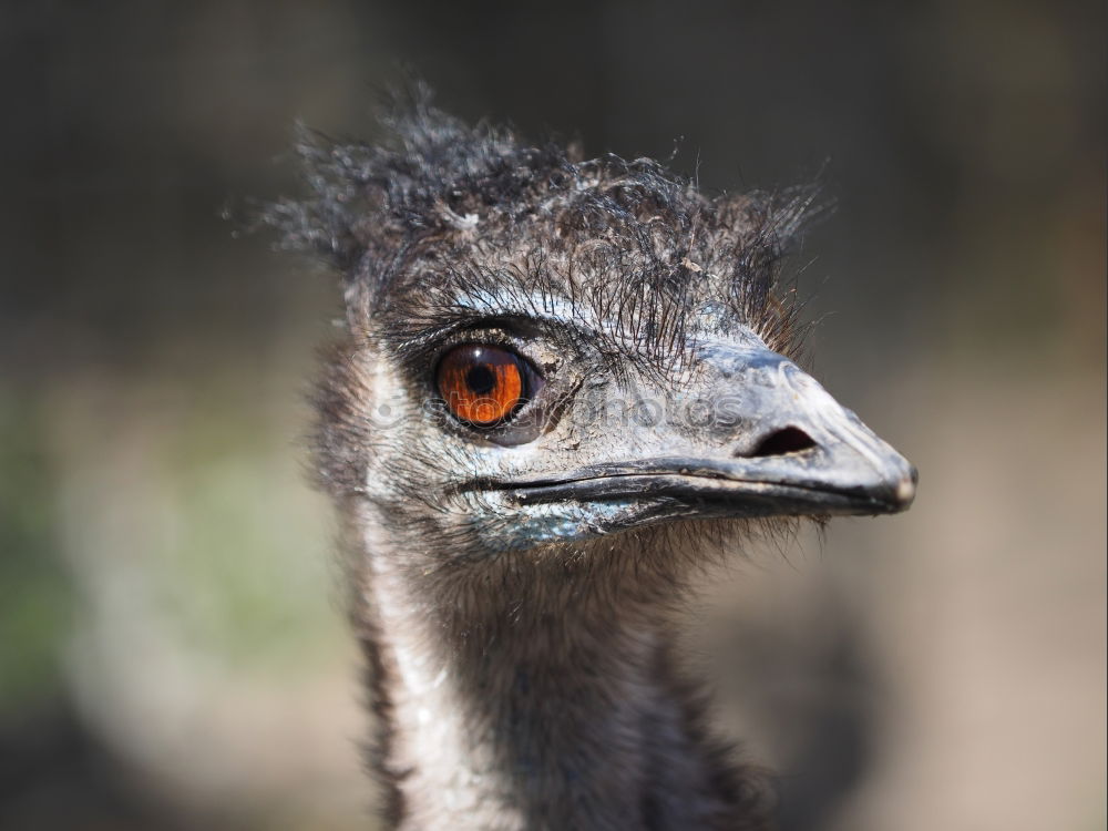 Similar – Funny Ostrich Bird Portrait