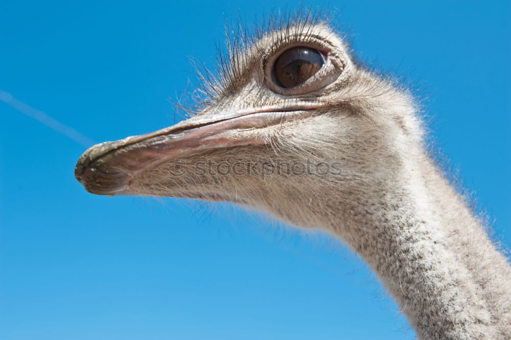 Similar – Donkey portrait from frog perspective. Donkey with long erect ears looks curiously at camera