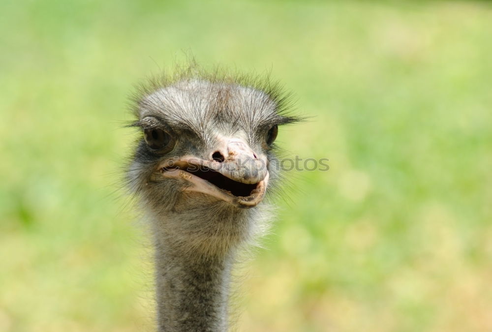 Similar – Image, Stock Photo hangover Animal Zoo Emu 1