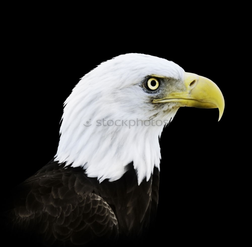 Similar – bald eagle Bald eagle