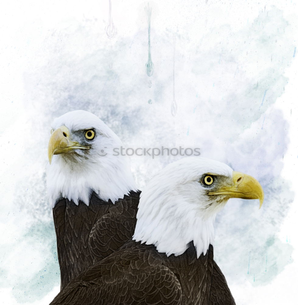 Similar – Image, Stock Photo freedom Freedom