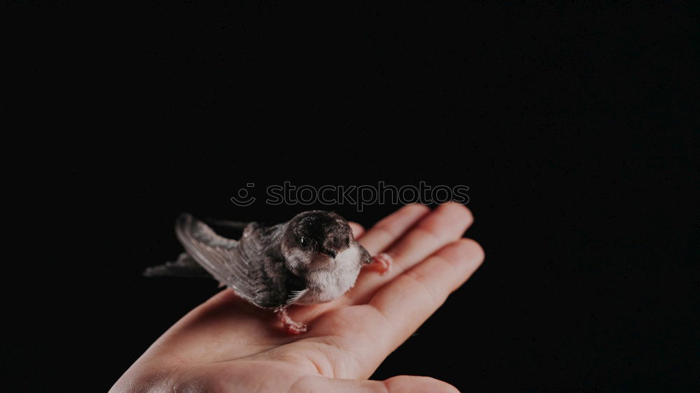 Similar – Image, Stock Photo Secure Sparrow Hand