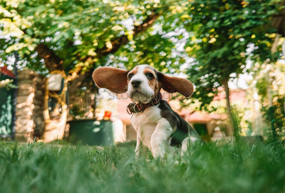 Similar – English Cocker spaniel dog