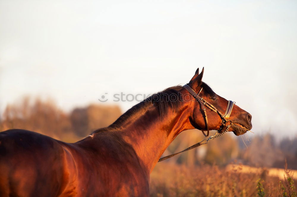 Similar – Celestine Horse Animal