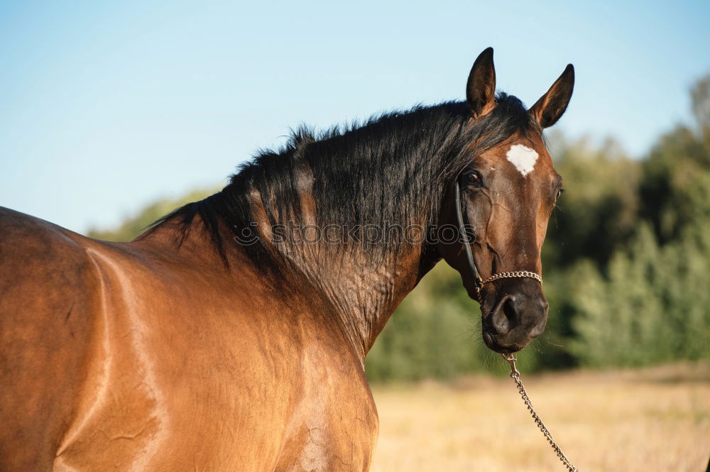 Similar – Image, Stock Photo Beautiful black stallion rises