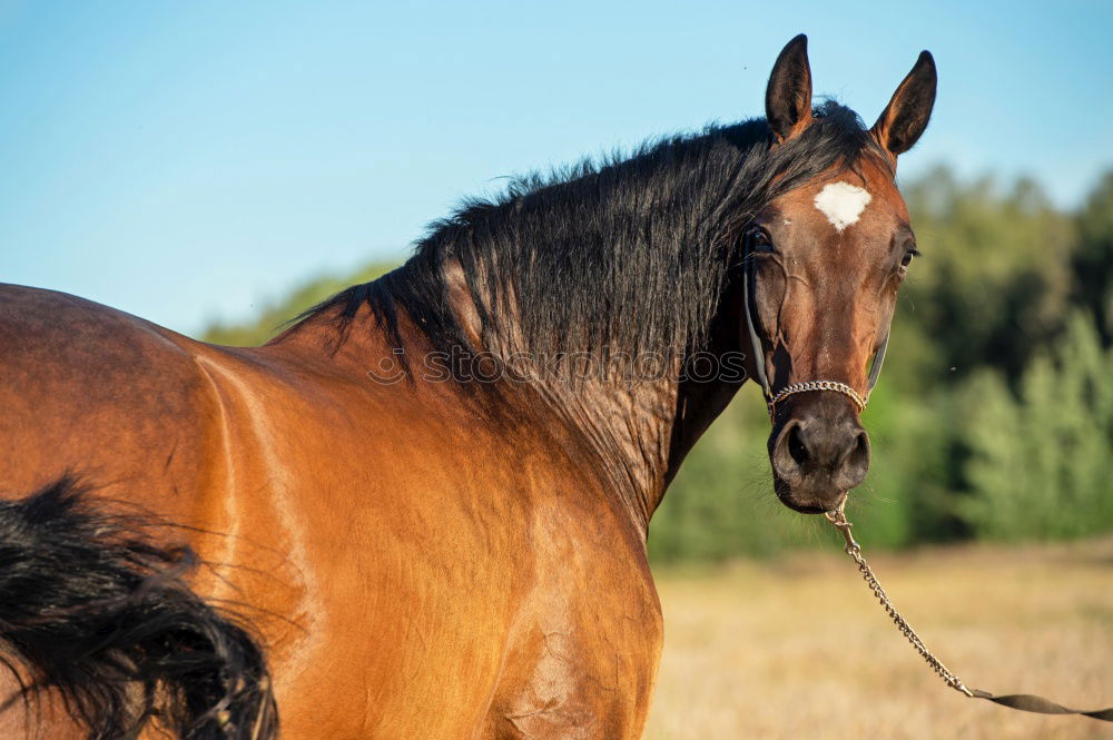 Similar – Celestine Horse Animal