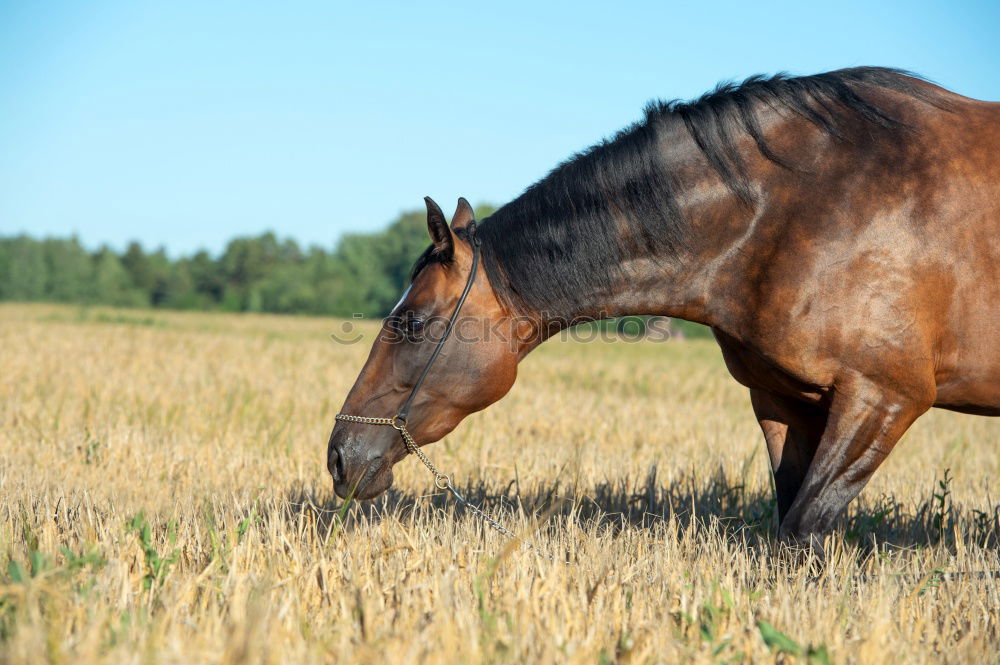 Similar – Celestine Horse Animal