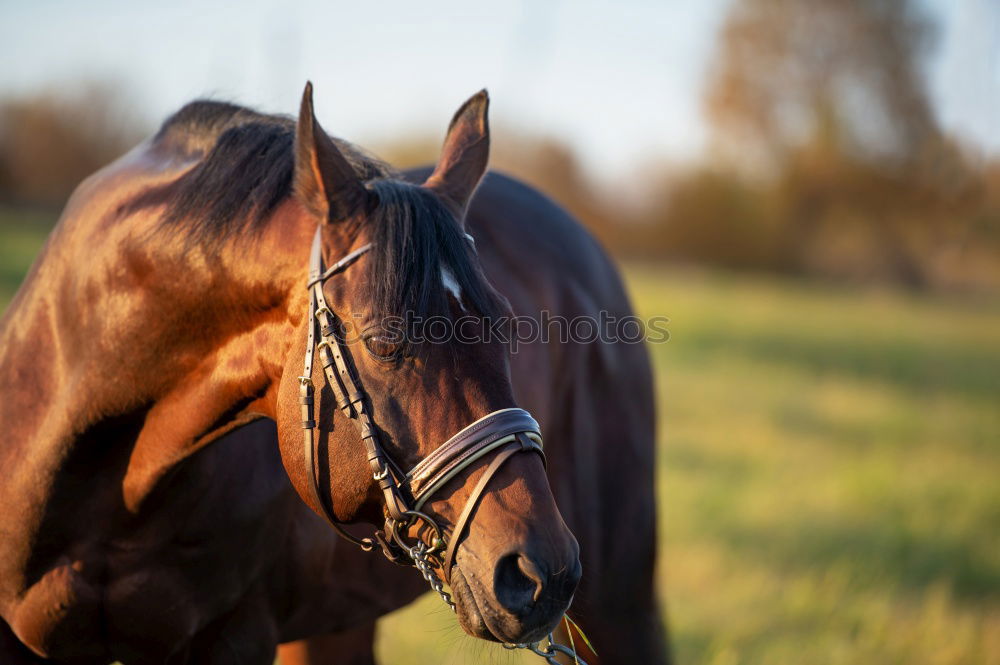 Similar – On a summer’s day. Horse